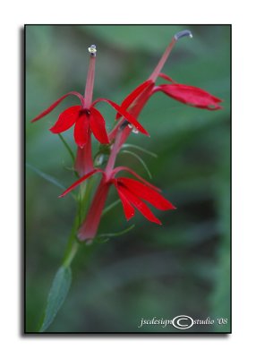 Lobelia cardinalisCardinal Flower