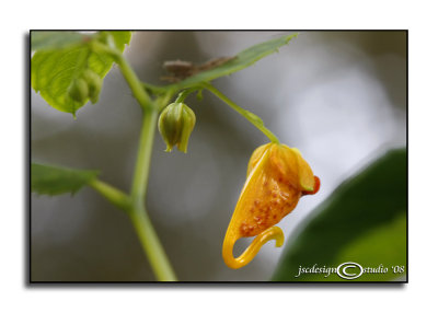 Impatiens capensisJewel Weed