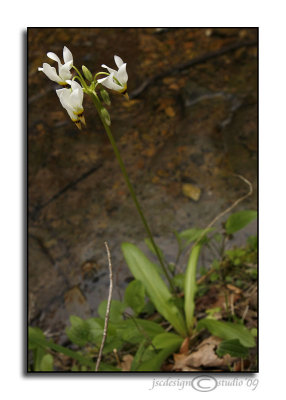 Dodecatheon meadia<br>(Shooting Star)