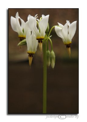 Dodecatheon meadia(Shooting Star)