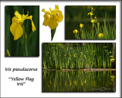 Iris pseudacorusYellow Flag IrisMay 13
