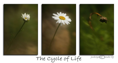 Cycle of LifeAugust 11