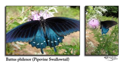 Battus philenorPipevine Swallowtail