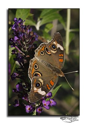 Buckeye ButterflyJunonia coenia