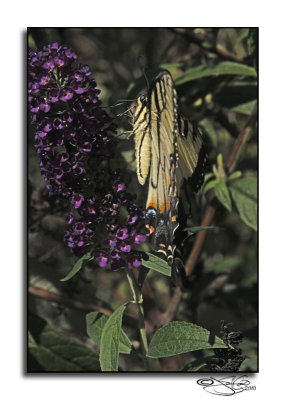 Eastern Tiger SwallowtailPapilio glaucus