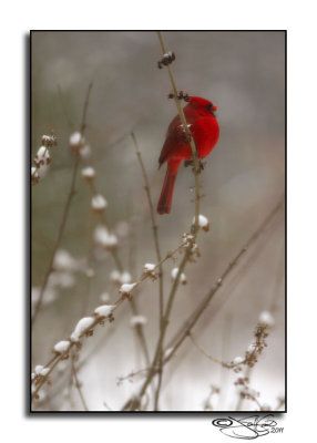 Cardinal in Snow II
