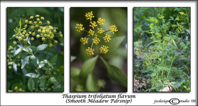 Thaspium trifoliatum flavum(Smooth Meadow Parsnip)