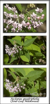 Asclepias quadrifolia(Four-Leaf Milkweed)