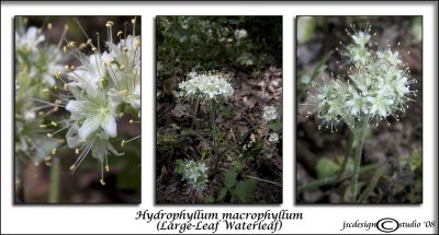 Hydrophyllum macrophyllum<br>(<i>Large-Leaf Waterleaf</i>)