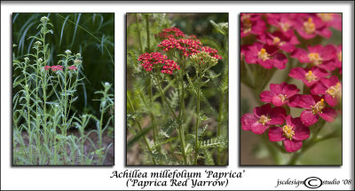 Achillea millefolium 'Paprika'('Paprika' Yarrow)