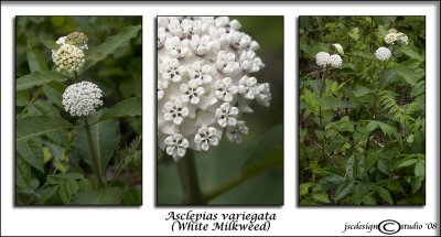 Asclepias variegata(White Milkweed)
