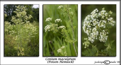 Conium maculatum(Poison Hemlock)