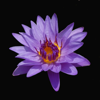 Water lily bloom