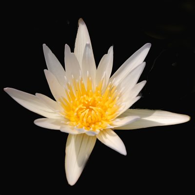 Water lily bloom2