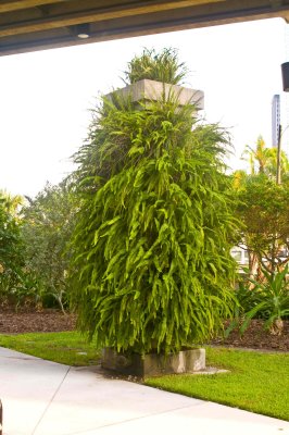 Tampa-Walk-6.jpg