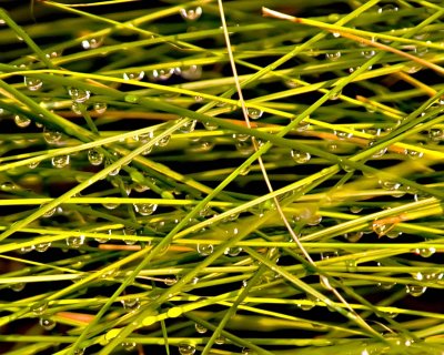 Tampa-Walk-7.jpg