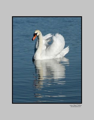 Lakeland Swan