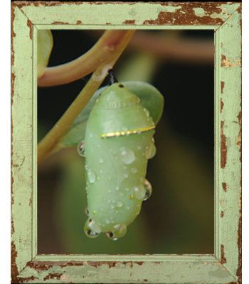 Chrysalis