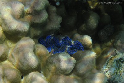 Colorful clam, Moorea