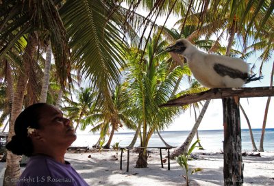 Reisdent frigate bird, Palmerston