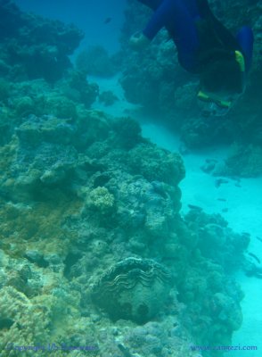 Inna getting close and personal with a giant clam, Aitutaki