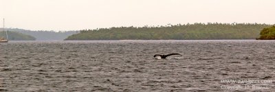 Diving humpback, Vava'u Group, Tonga
