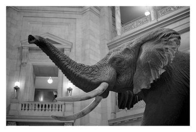 800 Pound Elephant