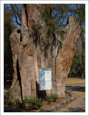 Historical Tree