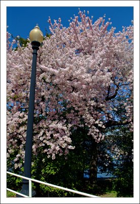 Cherry Blossums