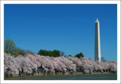 Cherry Blossum Landscape