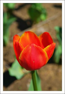 Velvia Flower Love