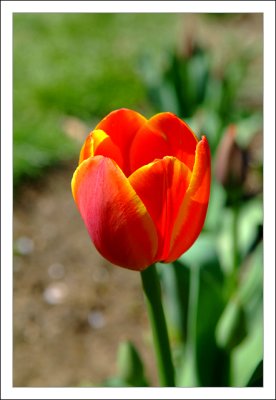 Velvia Flower Love