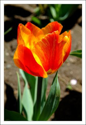 Velvia Flower Love