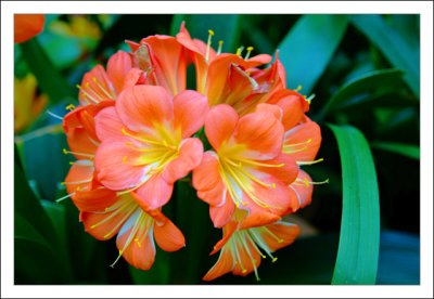 Velvia Flower Love