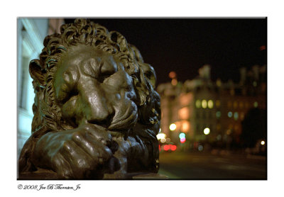 Lion Still At Night