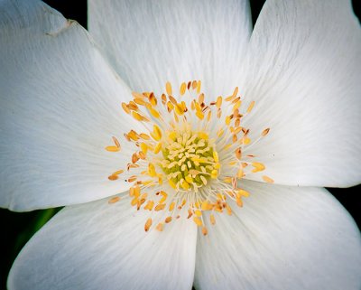 White Anemone