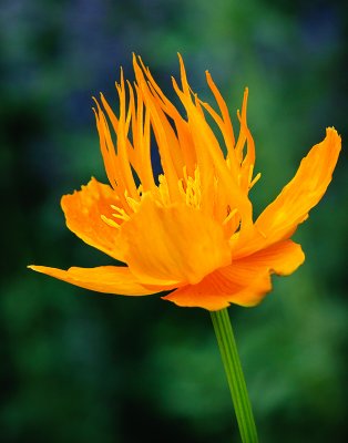 Orange Globeflower