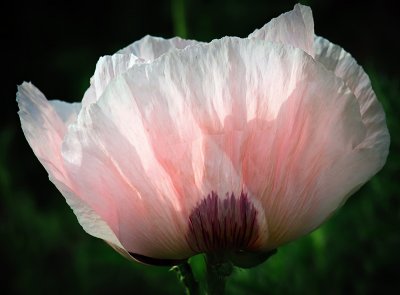 Pink Poppy