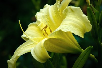 Yellow Daylily 1