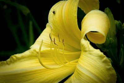 Yellow Daylily 2