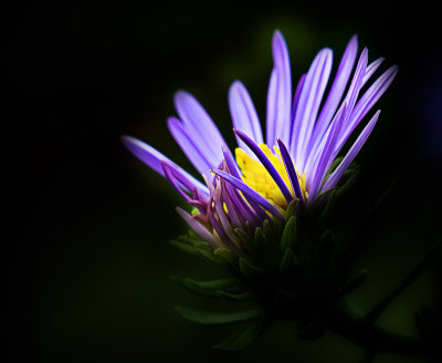 Purple Aster - with effects