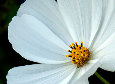 Berkshire Botanical Garden August 2010