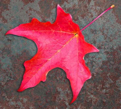 A Fall Sampler