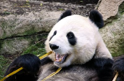 Mother Panda