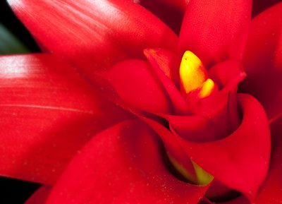Red Bromeliad