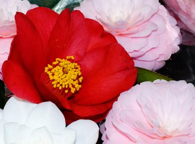Group of Camellias