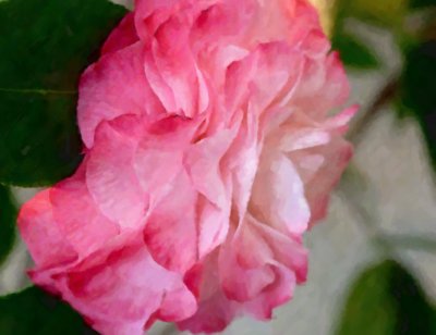 Pink Camellia with watercolor effect