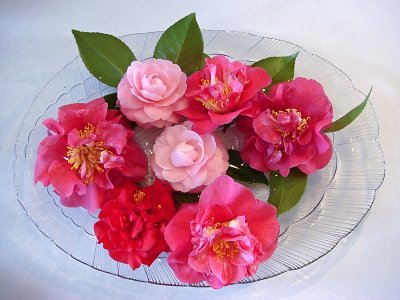 Camellias in a Glass Bowl