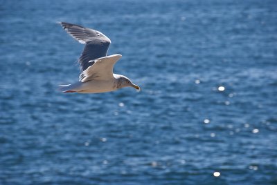 Seagull over Frenchman Bay
