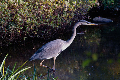 Heron at Asticou Azalea Garden